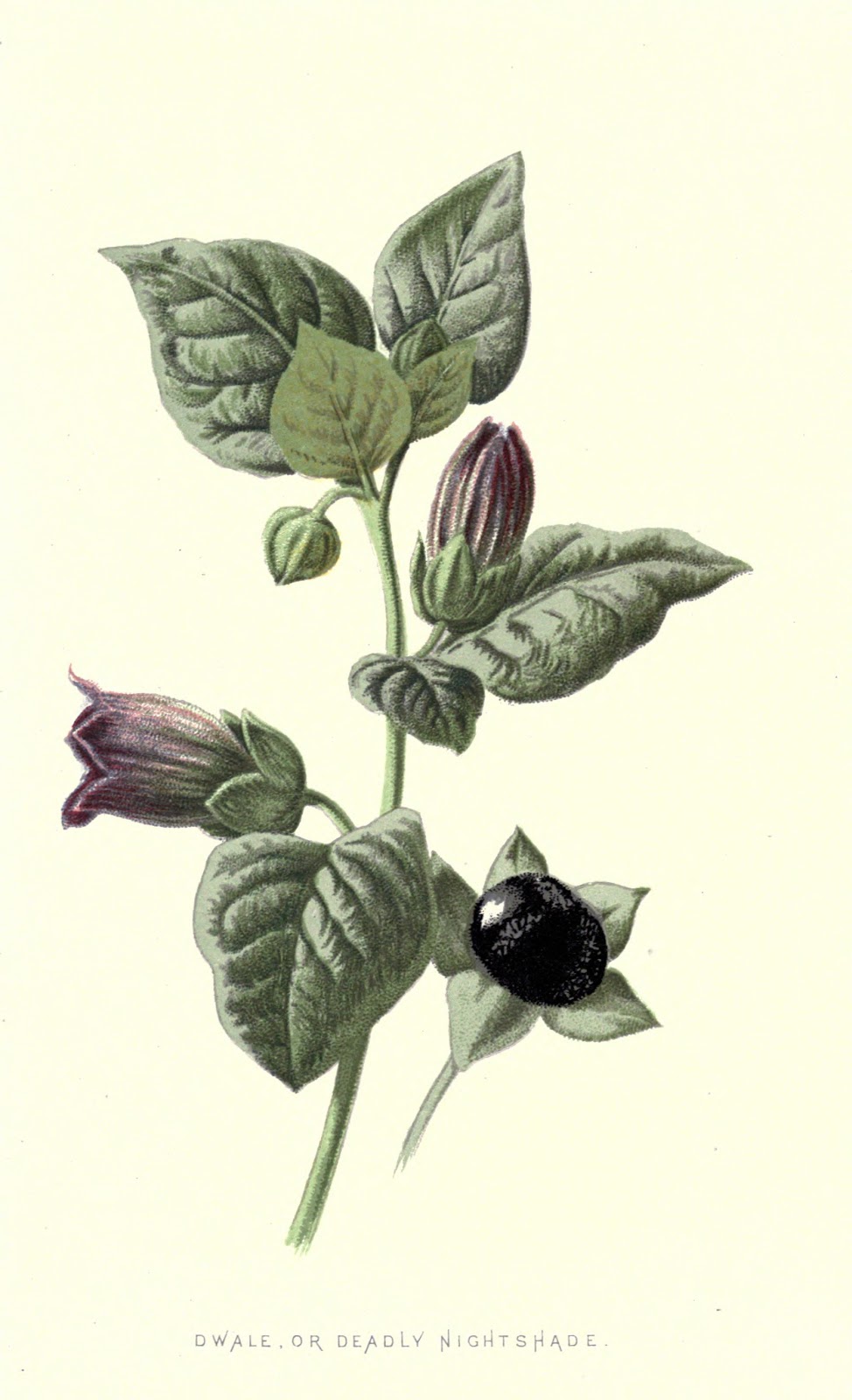 Белладонна Ботанический рисунок