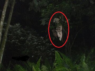 730 Foto Penampakan Pocong Yang Nyata Gratis