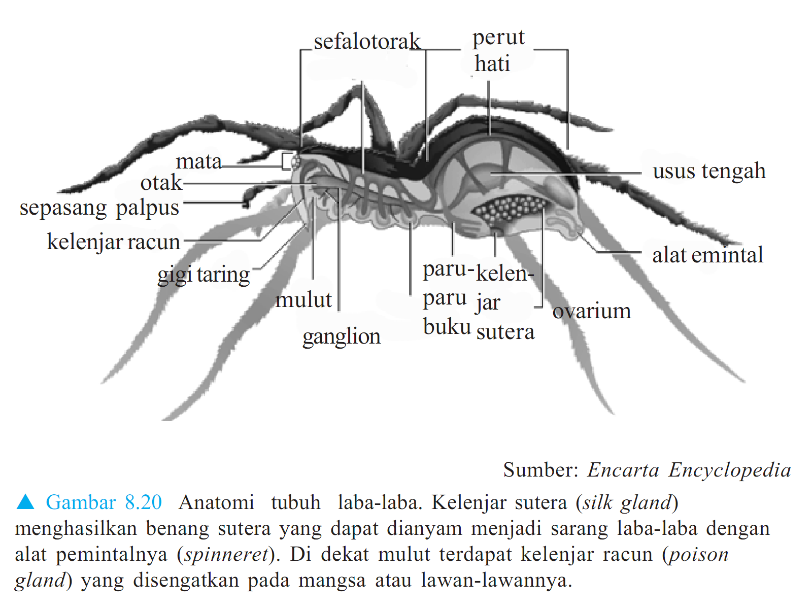Kelas Arachnida  MATERI  SOAL BIOLOGI SMP SMA REMBANG
