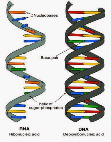Know It All Biology: DNA & RNA
