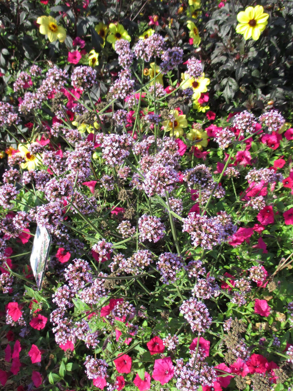 Look For The Meteor Shower (Verbena)! Rotary Botanical Gardens