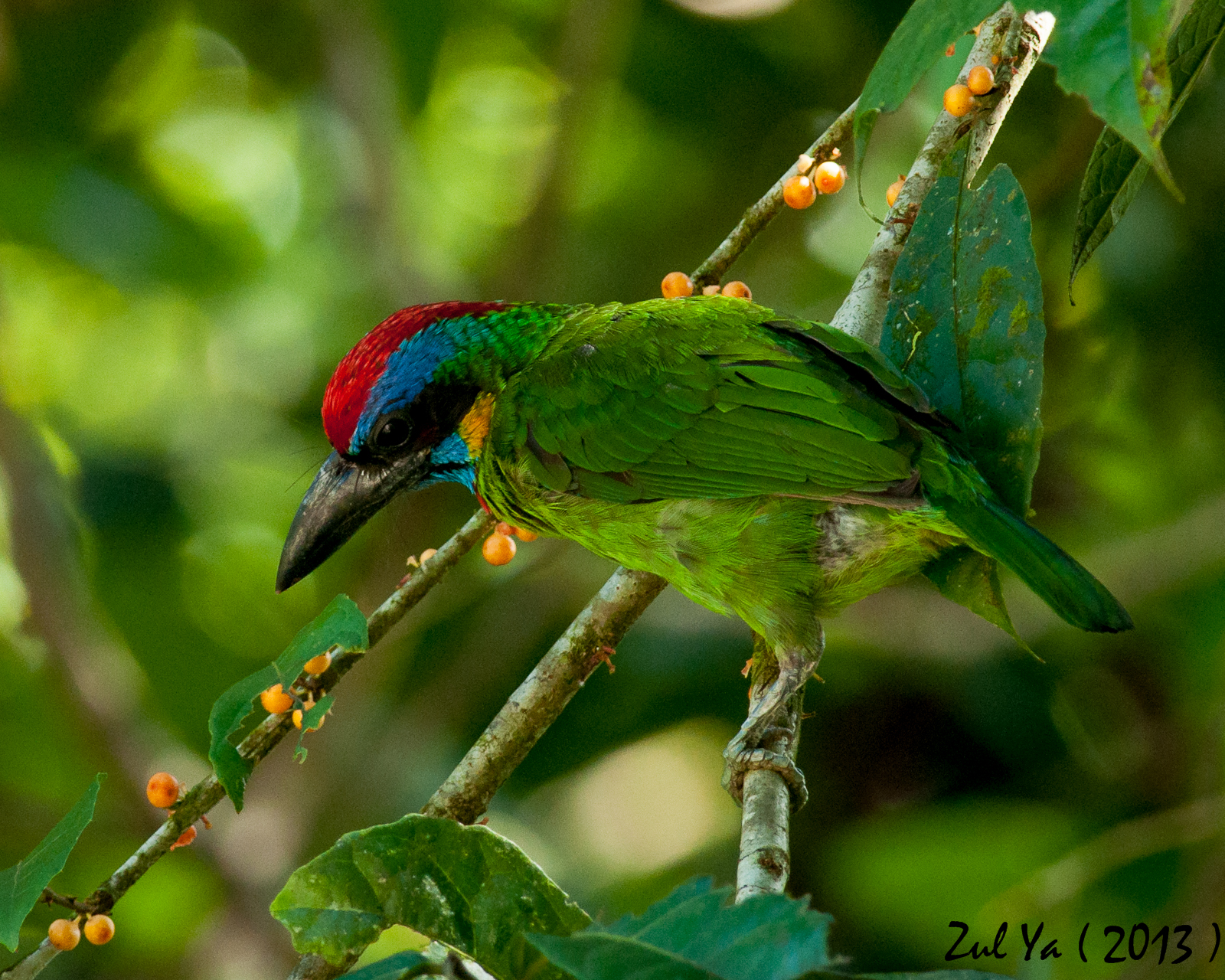 Zul Ya - Birds of Peninsular Malaysia: Colourful Barbets