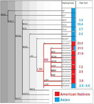 Q haplogroup tree
