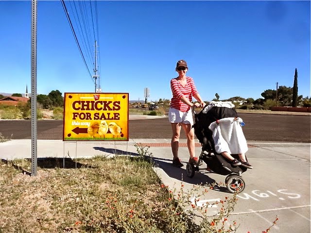 Chicks for Sale.