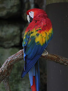 Macaw + Burned Grain Extract; Opacity 20%