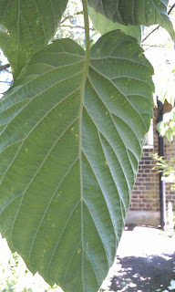 Davidia vilmoriniana - Handkerchief Tree Ruskin Park Underside Of Lea