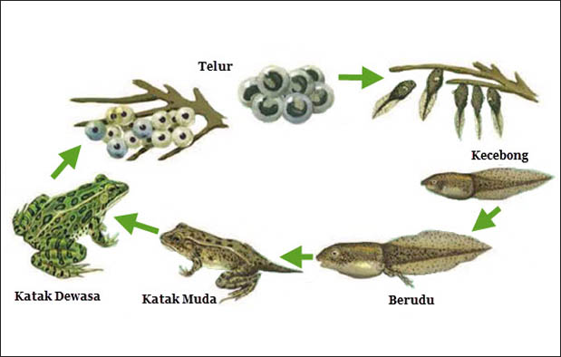 4 Perbedaan Metamorfosis Sempurna dan Tidak Sempurna – Cah ...