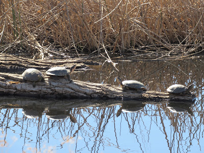 Sacramento National Wildlife Refuge