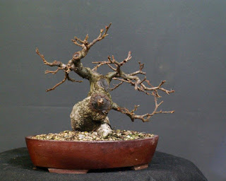 Yamadori Hornbeam Bonsai