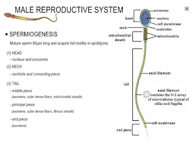 Struktur Spermatozoa Normal
