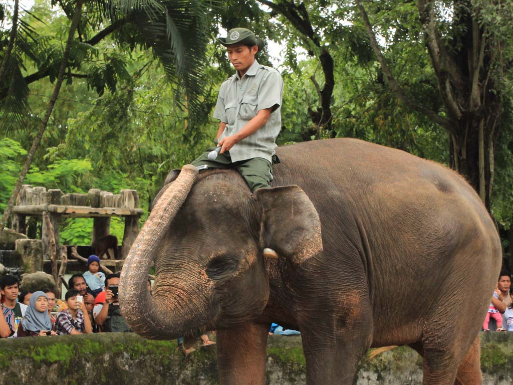 Gembira Loka Zoo - Kebun Binatang di Jogja - Tempat Wisata