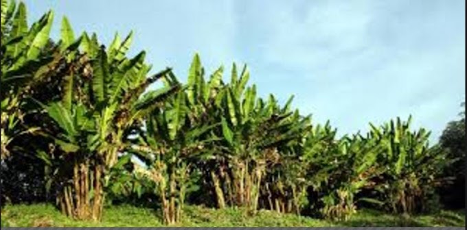 A QUE É ABACÁ? SIGUINIFICADO DE ABACÁ