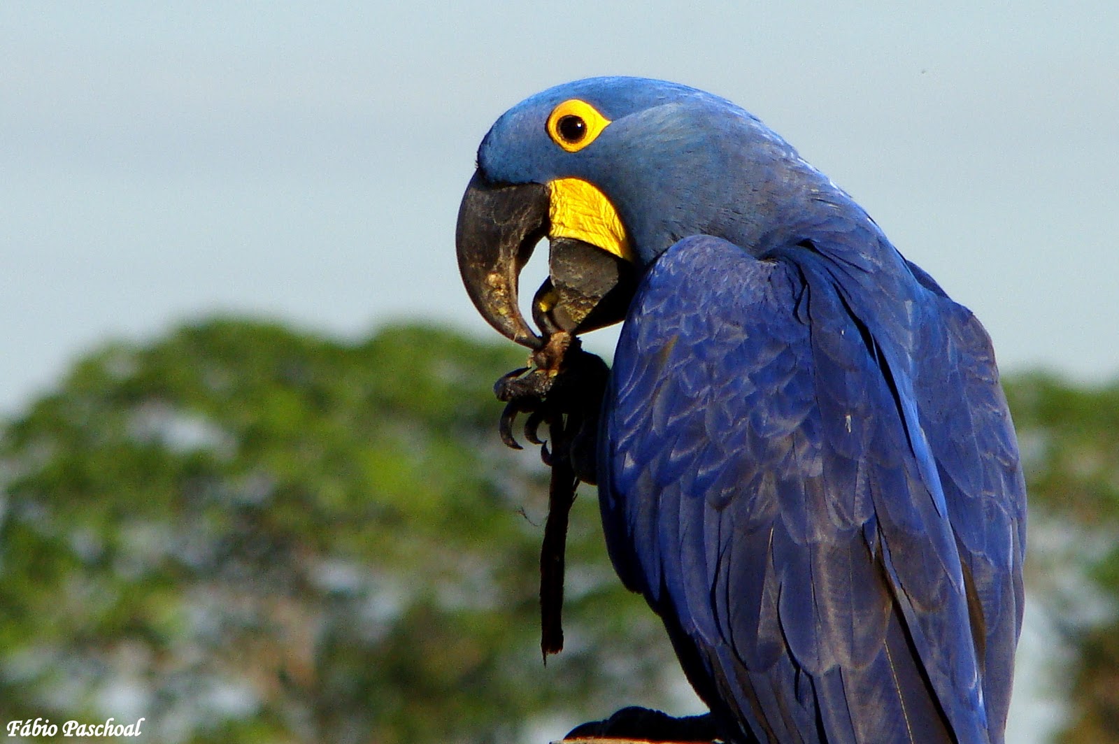 Wildlife Brazil: Hyacinth Macaw/ Arara Azul