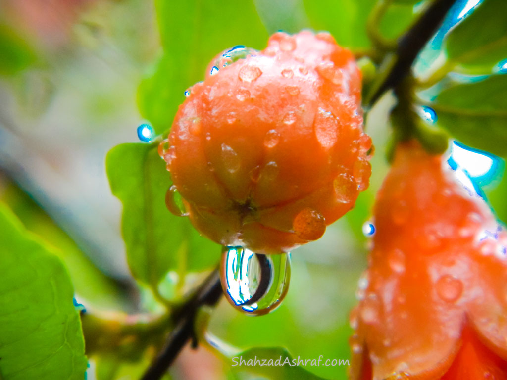 macro photography Water Droplets on a pomegranate flower after Rain