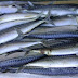 Horse Mackerel Price Information and Guides