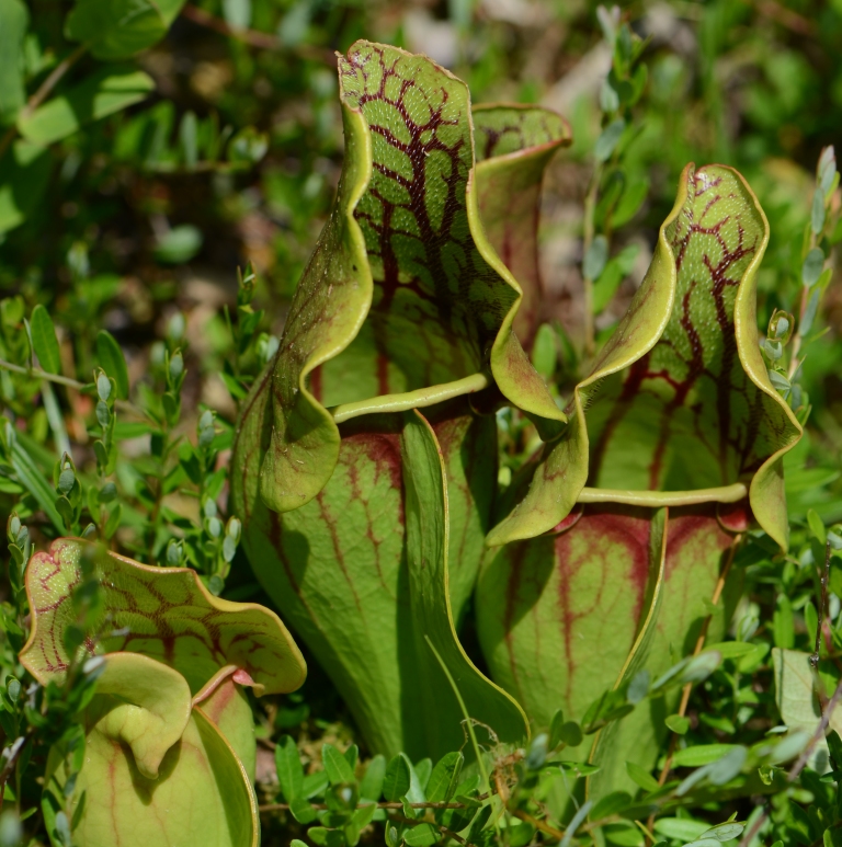 Ohio Birds and Biodiversity Cranberry Island, a "floating" bog