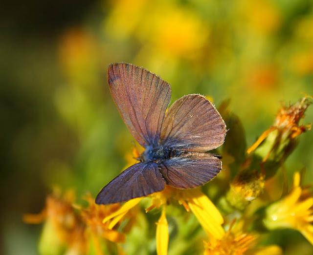 Common Blue (Polyommatus icarus) male