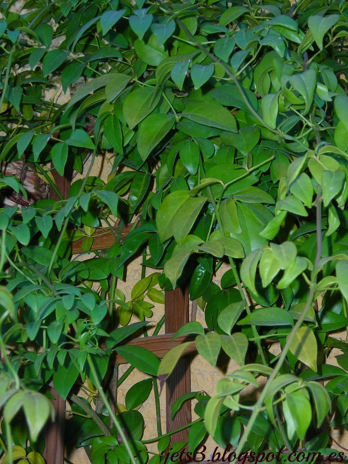 Podranea Ricasoliana-Pandorea Jasminoides. (Bignonia rosada, Arbusto de