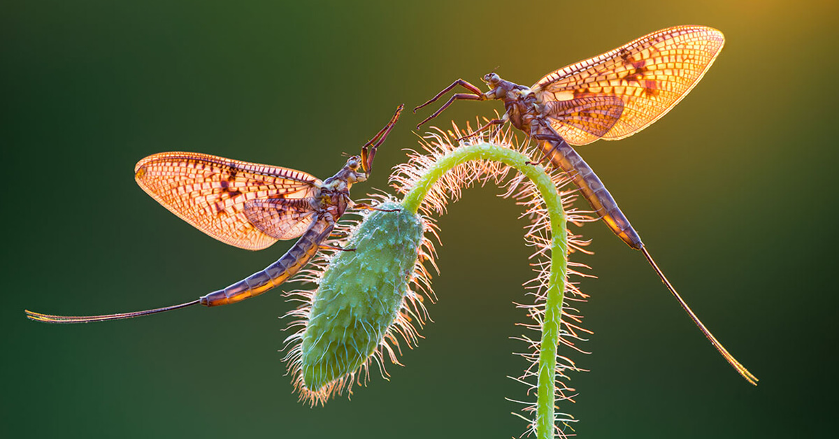 Stunning Pictures Of The International Garden Photographer of the Year 2018 Macro Winners