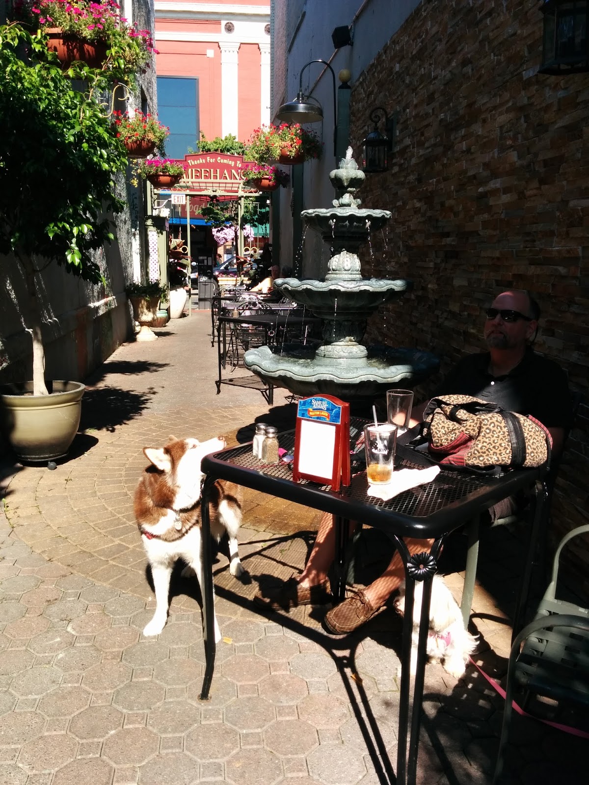 Dogs Luv Us and We Luv Them Lunch At A Dog Friendly Cafe