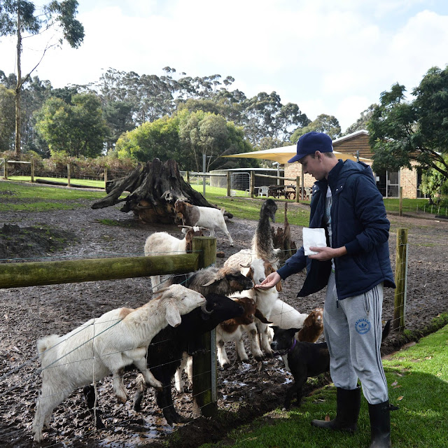 animal feeding animal feeding