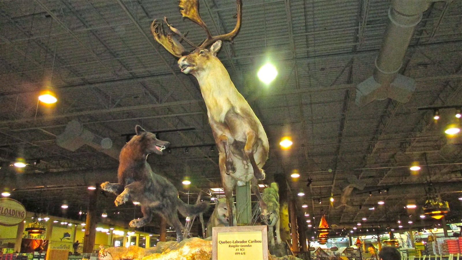 BLUE SKY AHEAD Bass Pro Shop Grapevine Texas The Story