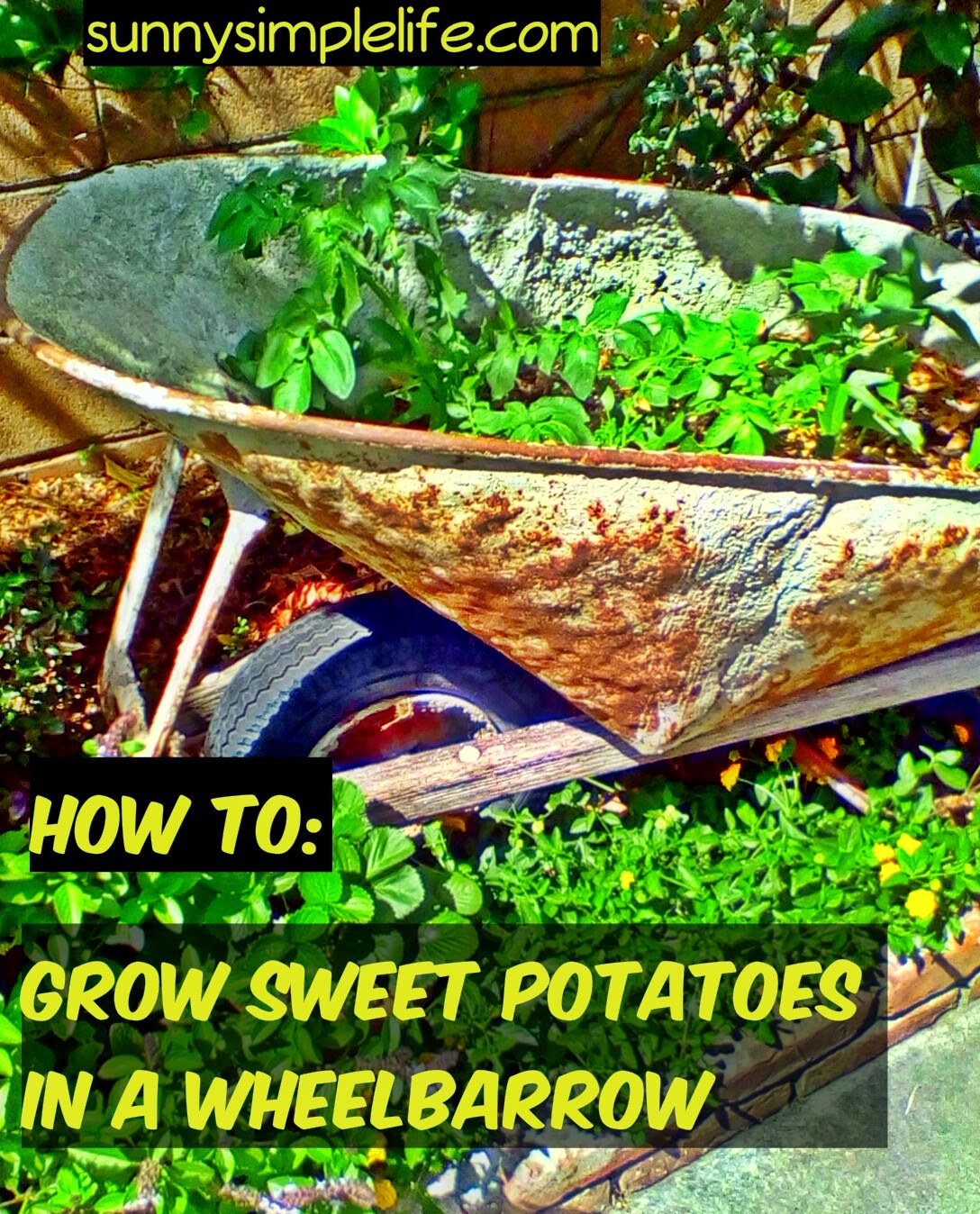 How To Grow Sweet Potatoes In Containers Guide To Growing Sweet