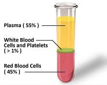 white blood cells platelets