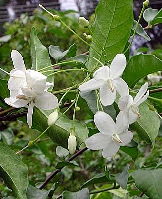 9000 Gambar Daun Anting Putri Paling Keren Gambar Id