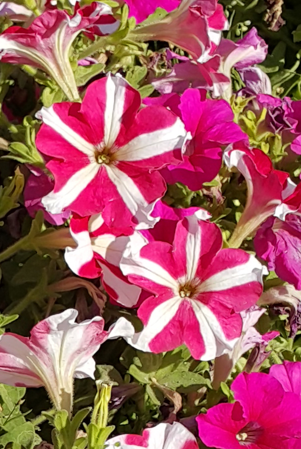 Brenda Hyde Flowers In Bahrain