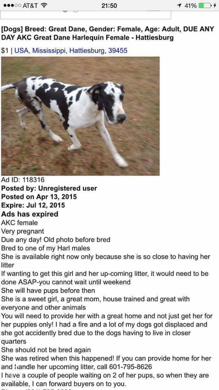 craigslist great danes