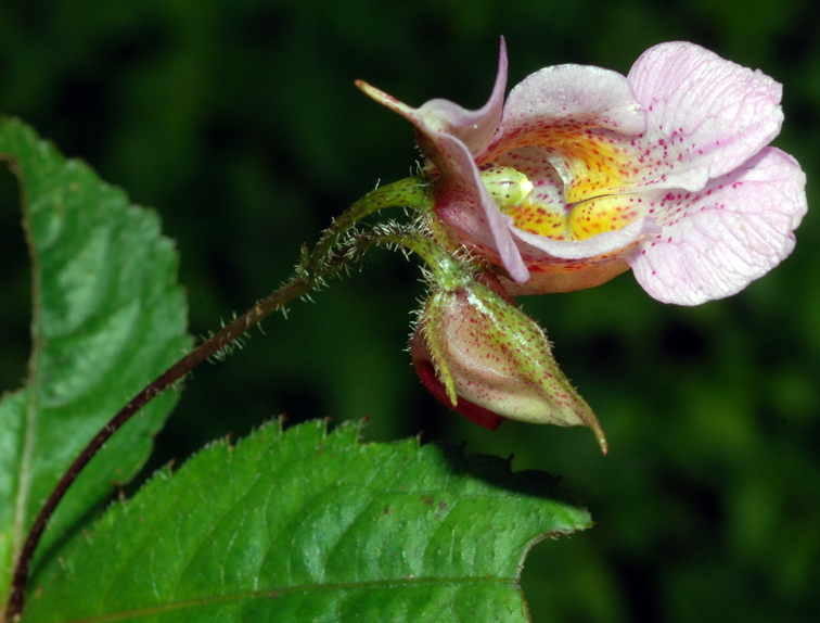 福星花園 紫花鳳仙花
