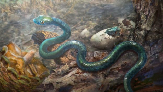 Fiatal kígyó maradványait fedezték fel 99 millió éves borostyánkőbe zárva