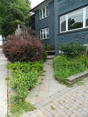 Leslieville Front Garden Cleanup Before by Paul Jung Gardening Services--a Toronto Gardening Company Leslieville Front Garden Cleanup Before by Paul Jung Gardening Services--a Toronto Gardening Company