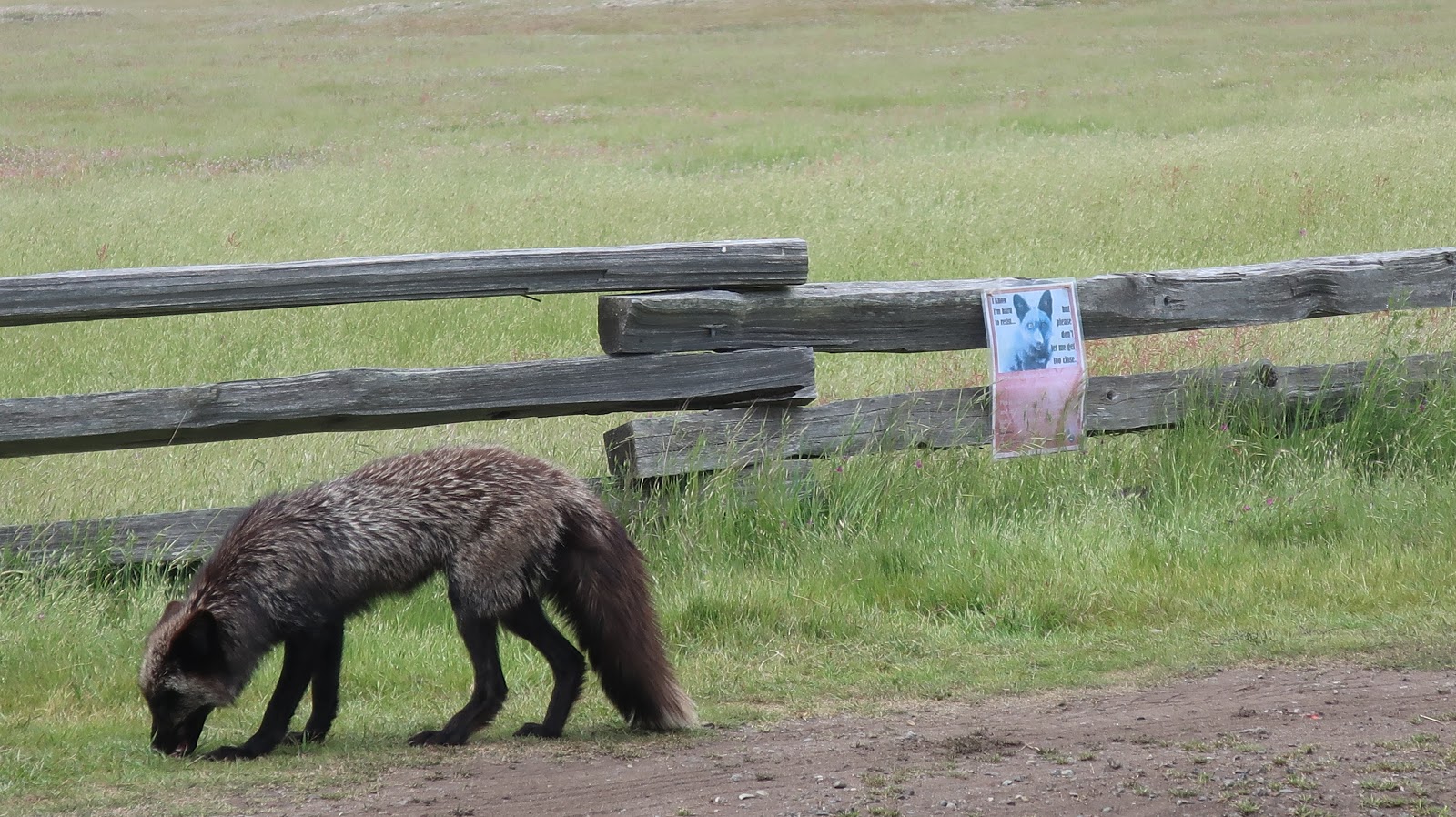 Reading the Washington Landscape American Camp Foxes