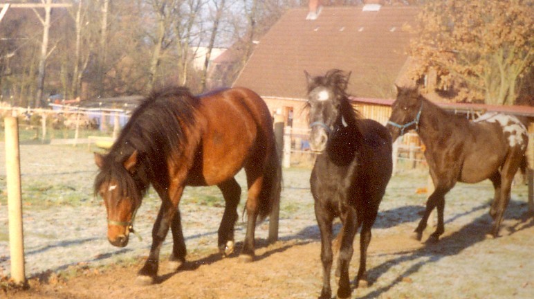 Pferde Unsere Stolzen Freunde Unser Reno Teil 2