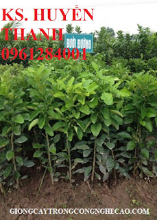 Bán cây giống bưởi đường quế dương, số lượng lớn, giao cây toàn quốc. LH 0961284001