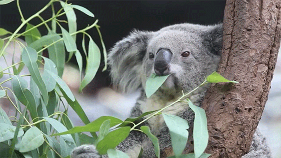 koala.gif