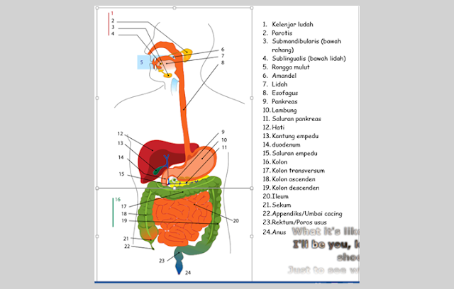 Sistem Pencernaan pada Manusia - Ilmu Dasar