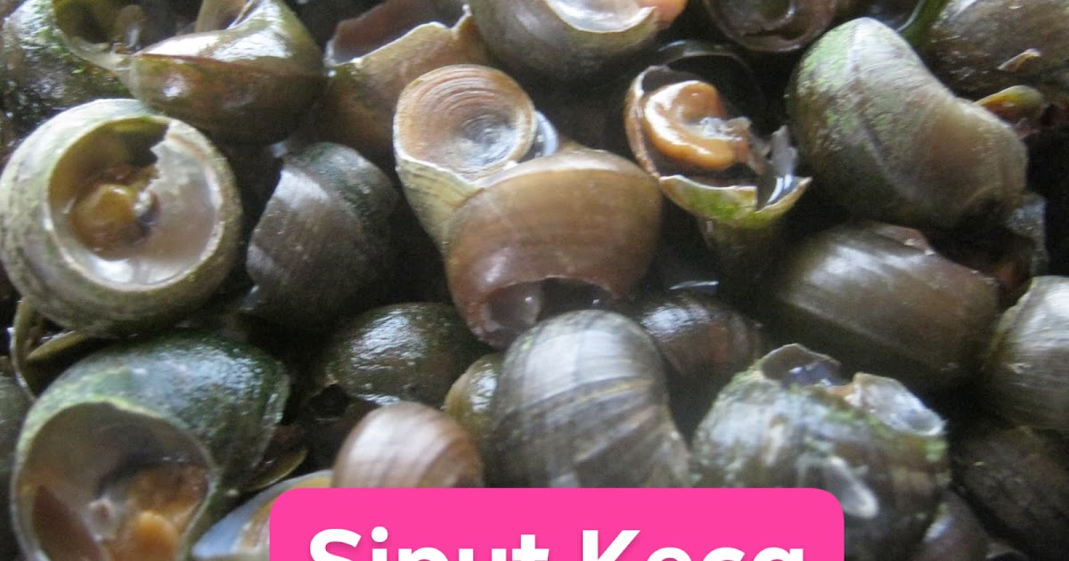 [Info] Nama Haiwan Bercangkerang Yang Boleh Dimakan