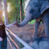 Volunteering at an Elephant Sanctuary - My Experience