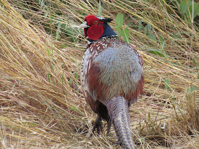 Sacramento National Wildlife Refuge California