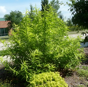 Ива удинская сахалинская голден саншайн. Ива голден саншайн. Ива голден саншайн. Ива голден саншайн. Ива сахалинская "golden sunshine" ("голден саншайн").