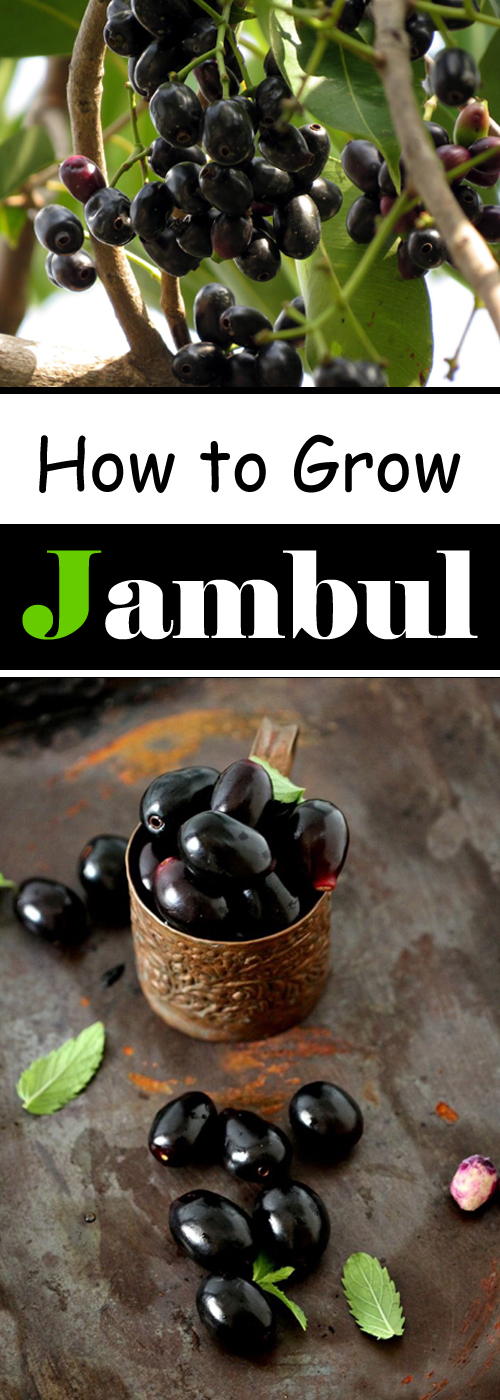How and Where to Grow Jambul/Jamun, Growing Jamun Plant Everything