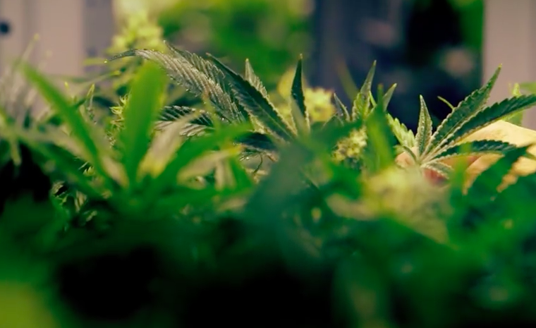 Cannabis-Blüte aus legaler Herstellungen in Colorado USA
