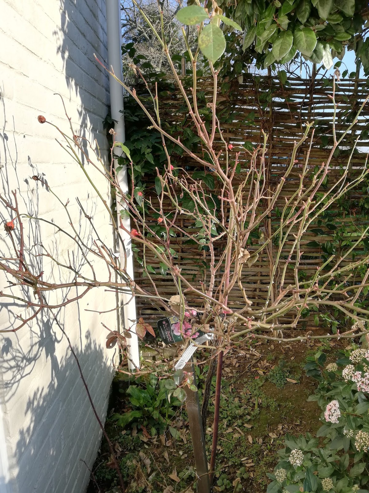 Pruning a Standard Rose by a total gardening novice