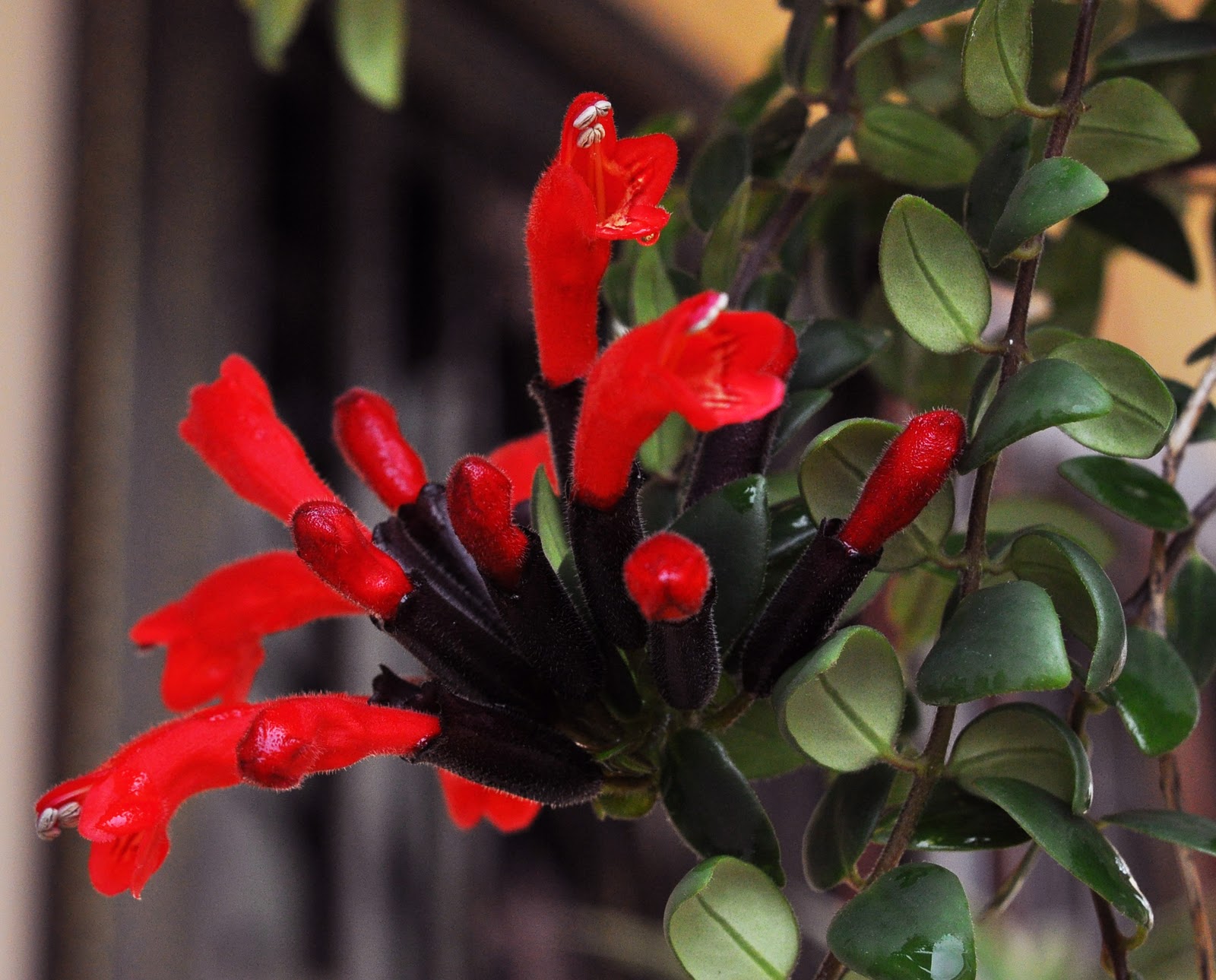Nazira's Cottage Telling Story: Tanya Sama Pokok Apa Sebab Berbunga