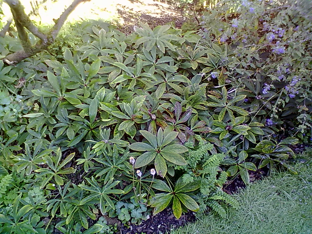 Rachel the Gardener Hellebores at last