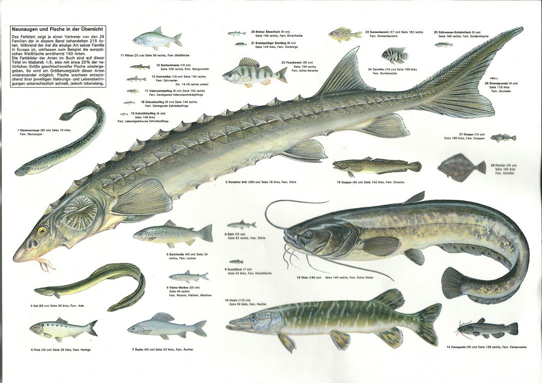 Fische in der Ostsee Bilder: Tauche ein in die Unterwasserwelt!