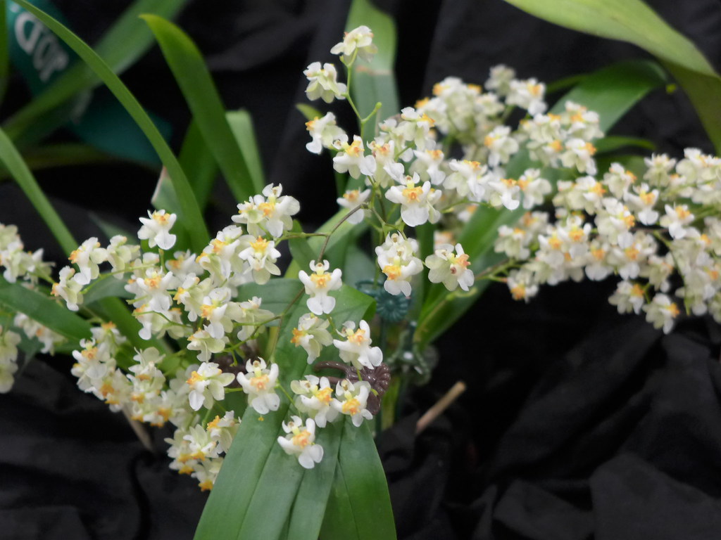 Oncidium Twinkle Orchid Hybrid Plant Care And Culture Travaldo S Blog
